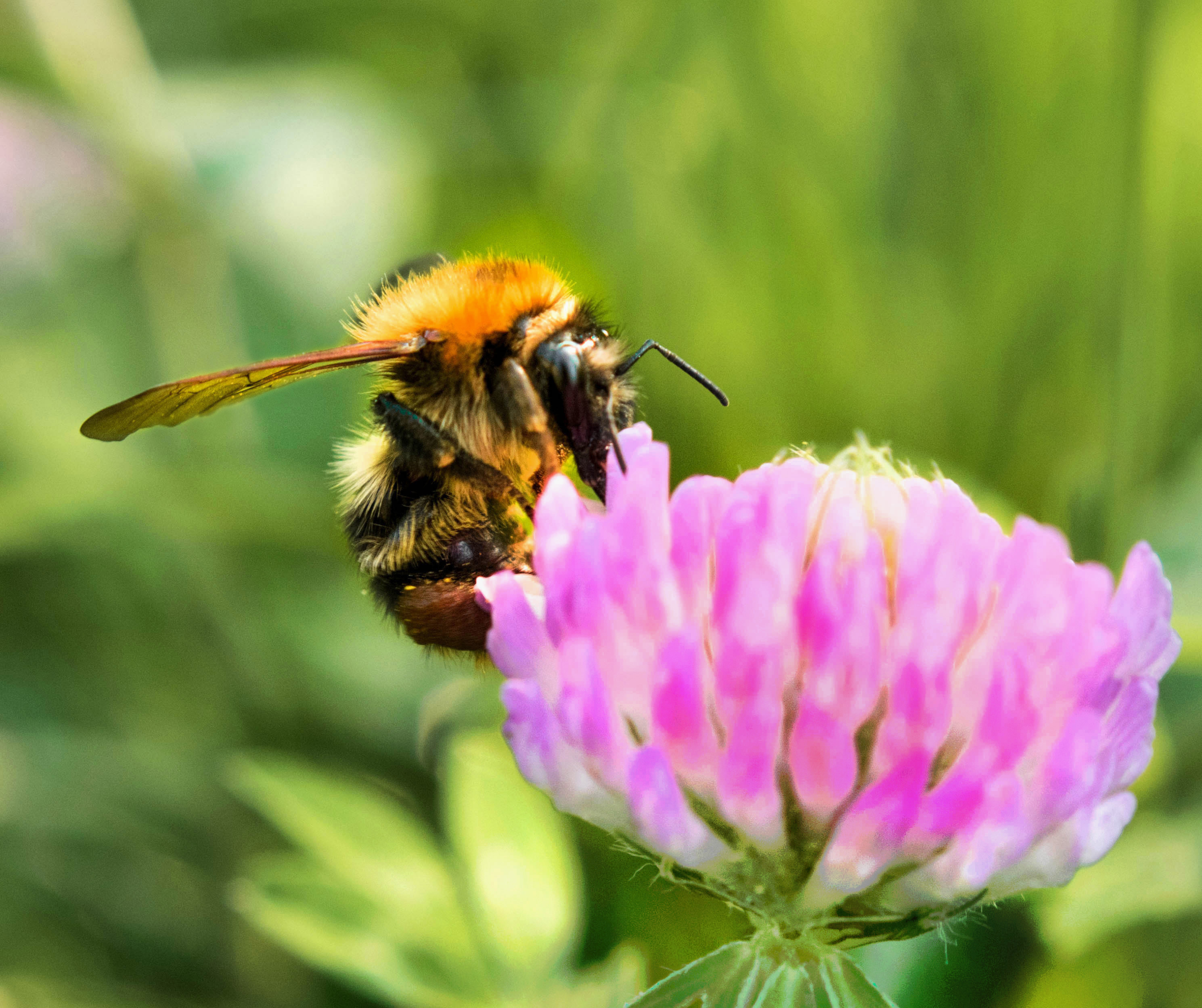 Nature Trail Pollinator